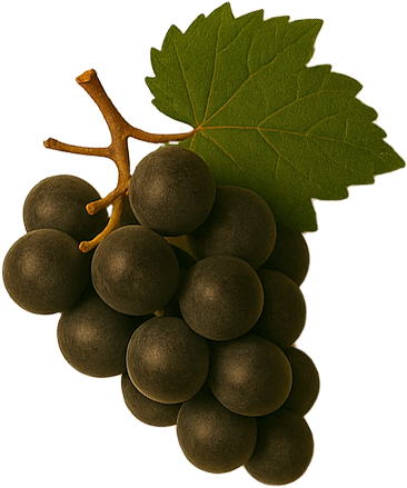 Vino e Gusto - sélection de vins